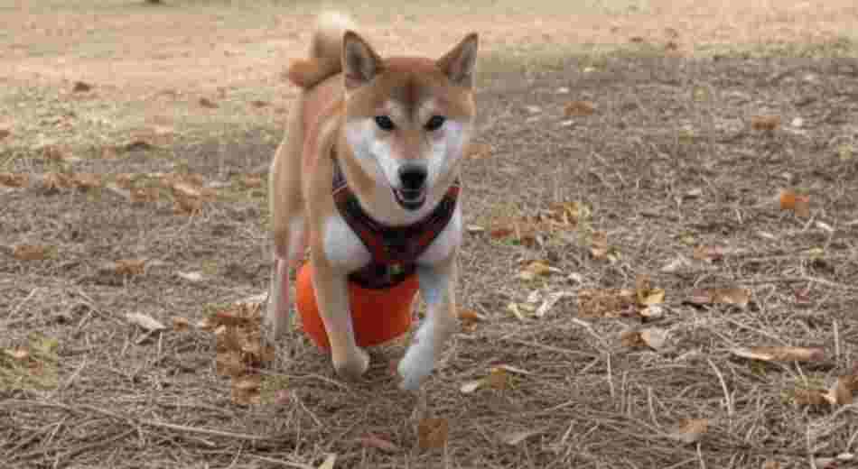 Gemini Generated Im1 copy