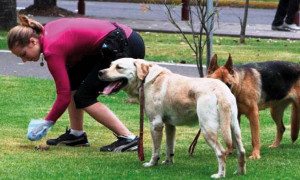 Dispositivo succionador de deshechos de animales de compañía