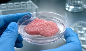 El mini páncreas vivo que podría cambiar para siempre la vida de millones de diabéticos