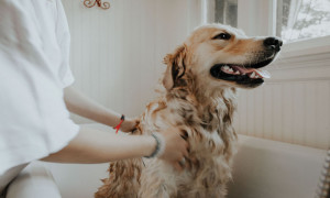 Utensilio de aseo para animales domésticos