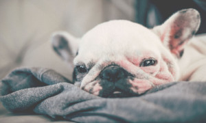 Dormir con la mascota podría ayudar con la depresión