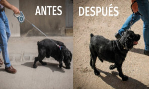 Dispositivo para controlar un perro 