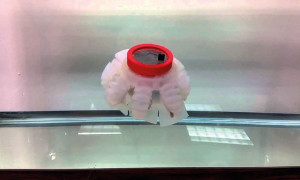 Jennifish, un robot que se adapta a su entorno 